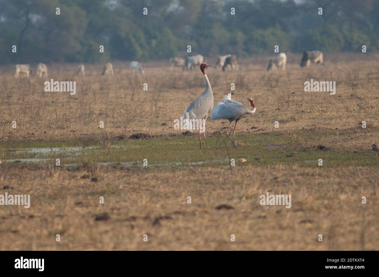 Paar in der Balz von sarus Kränen Antigone antigone. Keoladeo Ghana National Park. Bharatpur. Rajasthan. Indien. Stockfoto