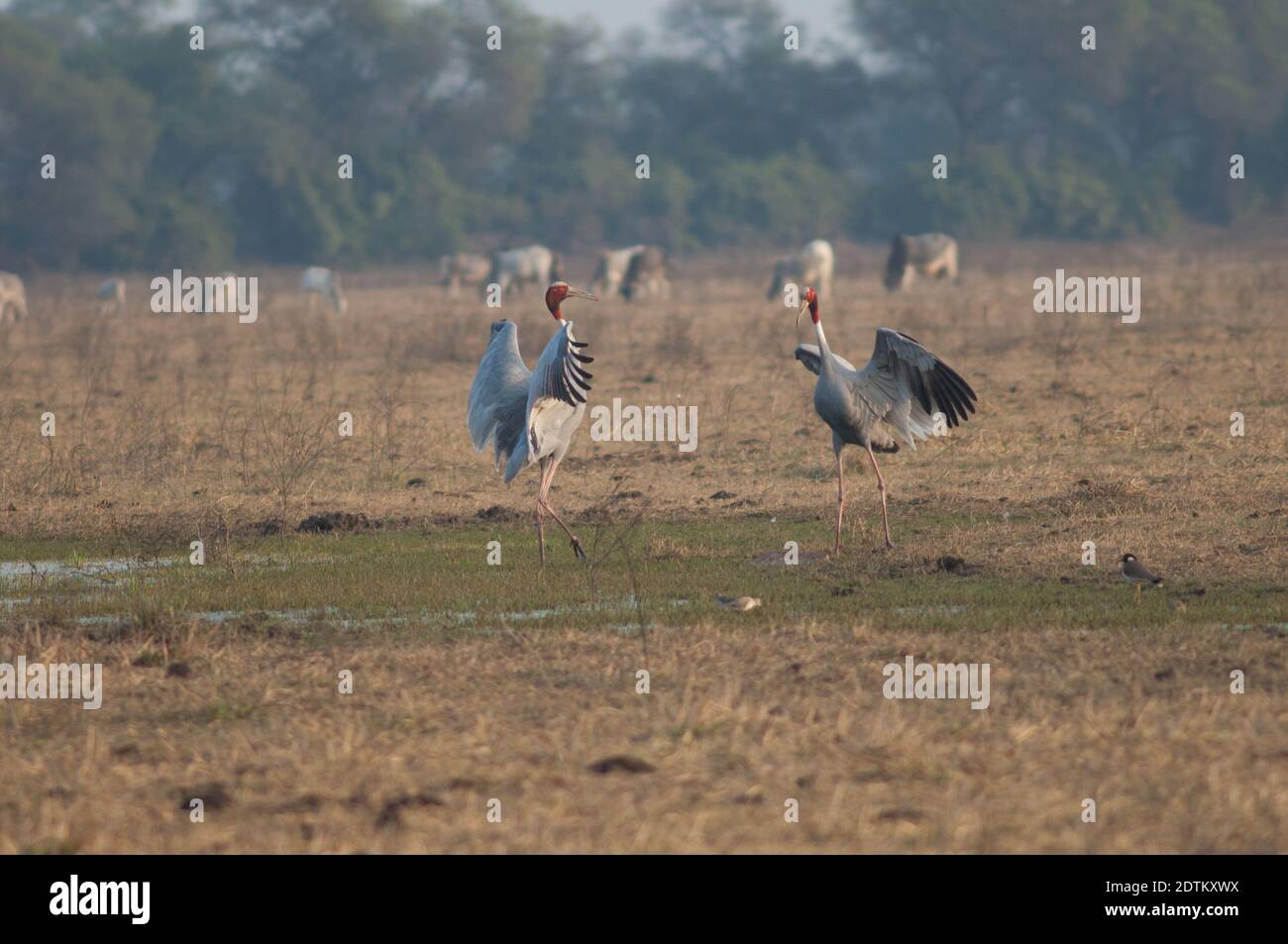 Paar in der Balz von sarus Kränen Antigone antigone. Keoladeo Ghana National Park. Bharatpur. Rajasthan. Indien. Stockfoto