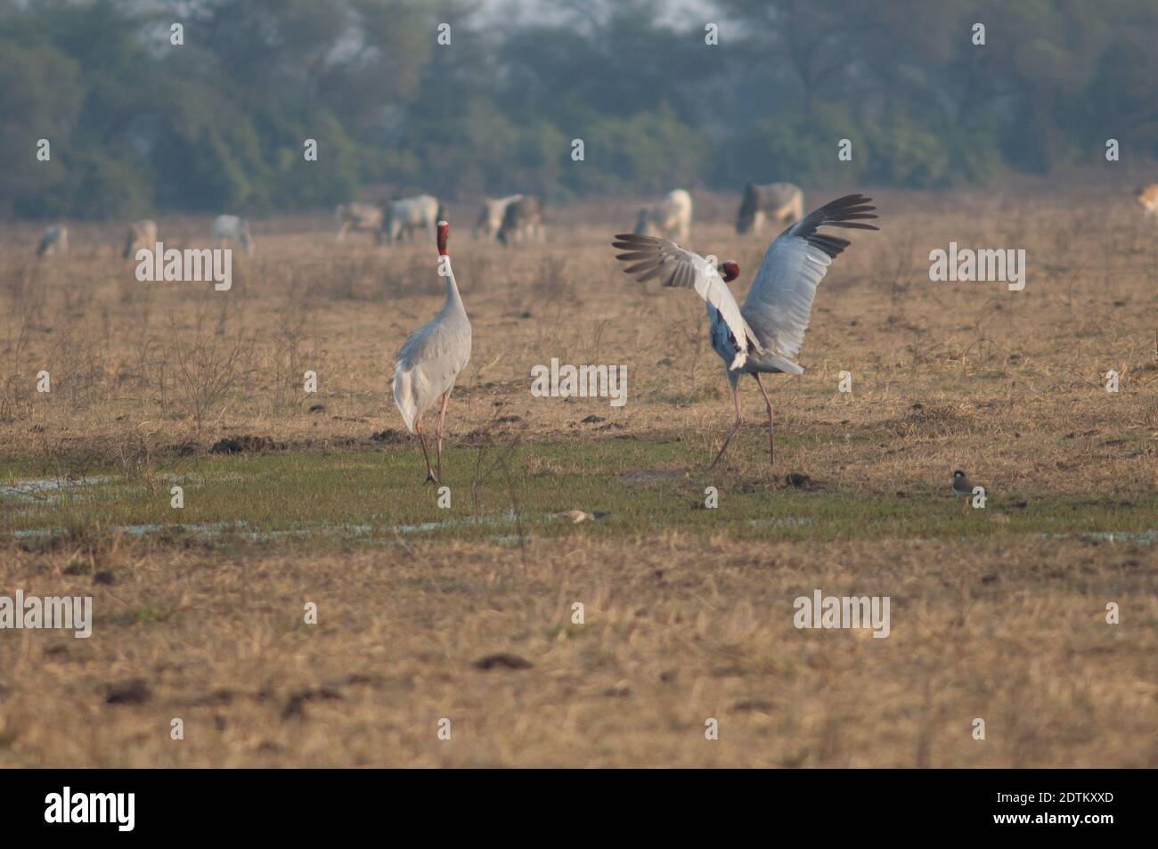 Paar in der Balz von sarus Kränen Antigone antigone. Keoladeo Ghana National Park. Bharatpur. Rajasthan. Indien. Stockfoto