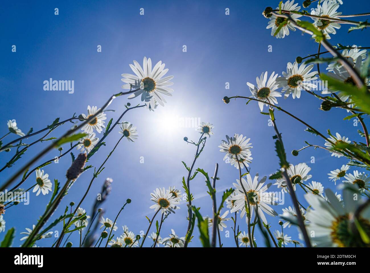 Feld der Gänseblümchen-Blumen schließen auf einem blauen Himmel Tag in der englischen Landschaft im Sommer Stockfoto