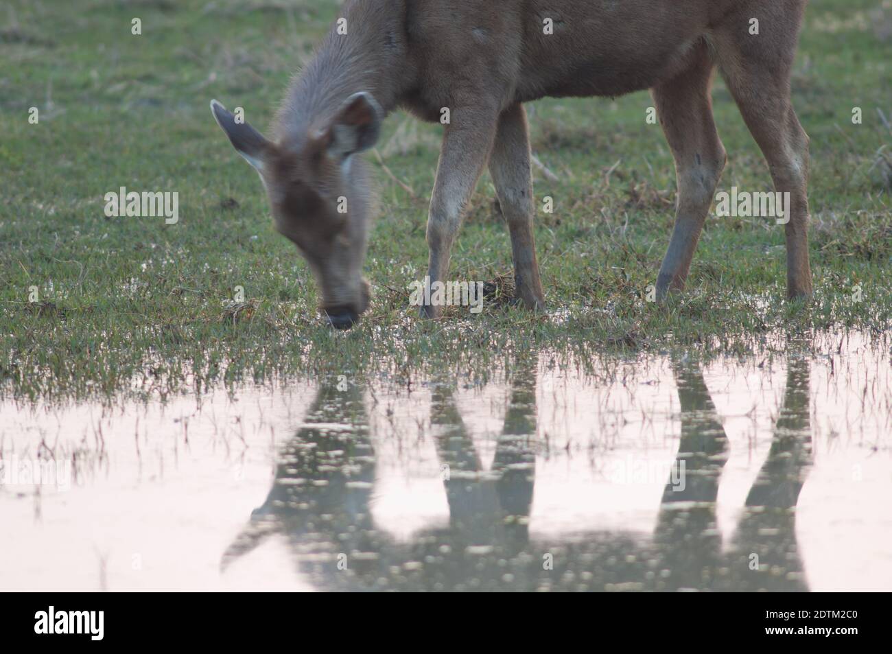 Sambar Rusa einfarbig Hinterweide. Keoladeo Ghana National Park. Bharatpur. Rajasthan. Indien. Stockfoto