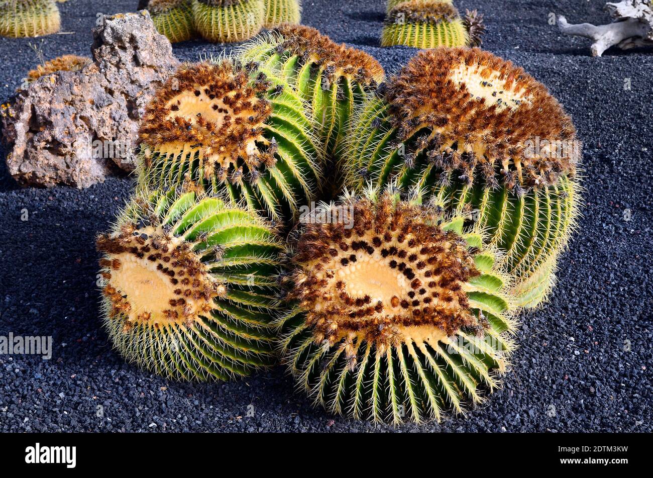 Spanien, Kanarische Inseln, Fuerteventura, tief sitzende Kissen Stockfoto