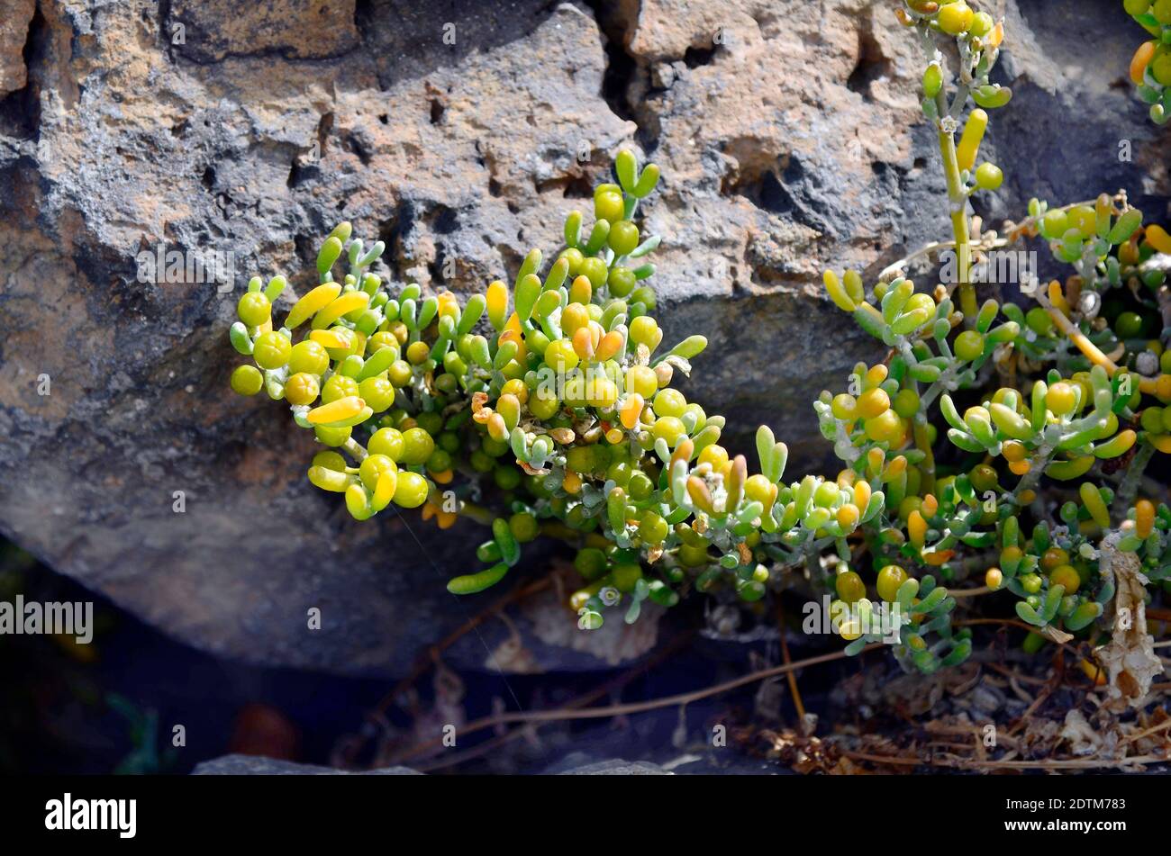 Spanien, Kanarische Inseln, Fuerteventura, Zygophyllum fontanesii Stockfoto