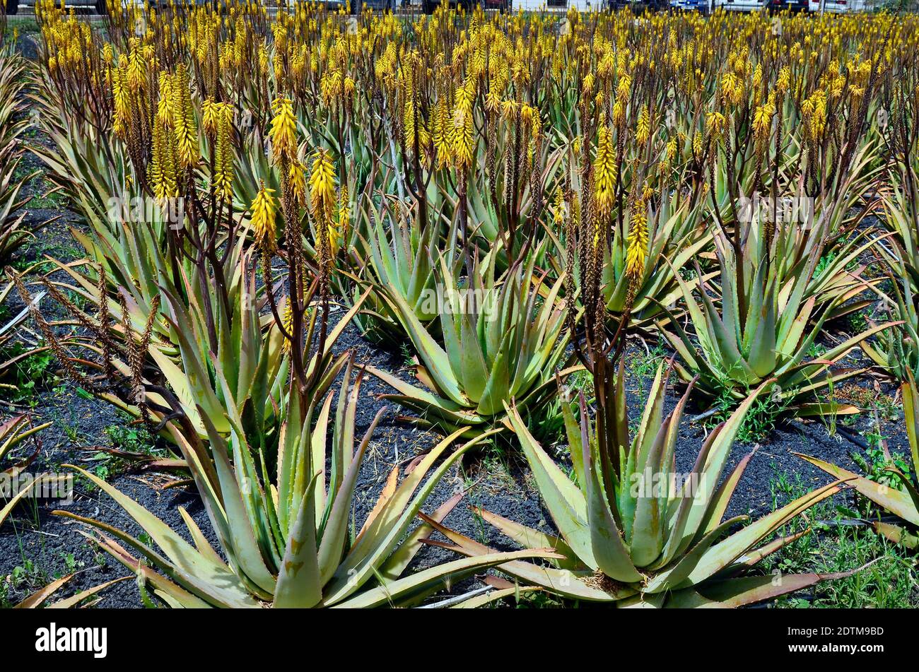 Spanien, Kanarische Inseln, Fuerteventura, mit blühenden gelben Aloe Pflanzen Stockfoto