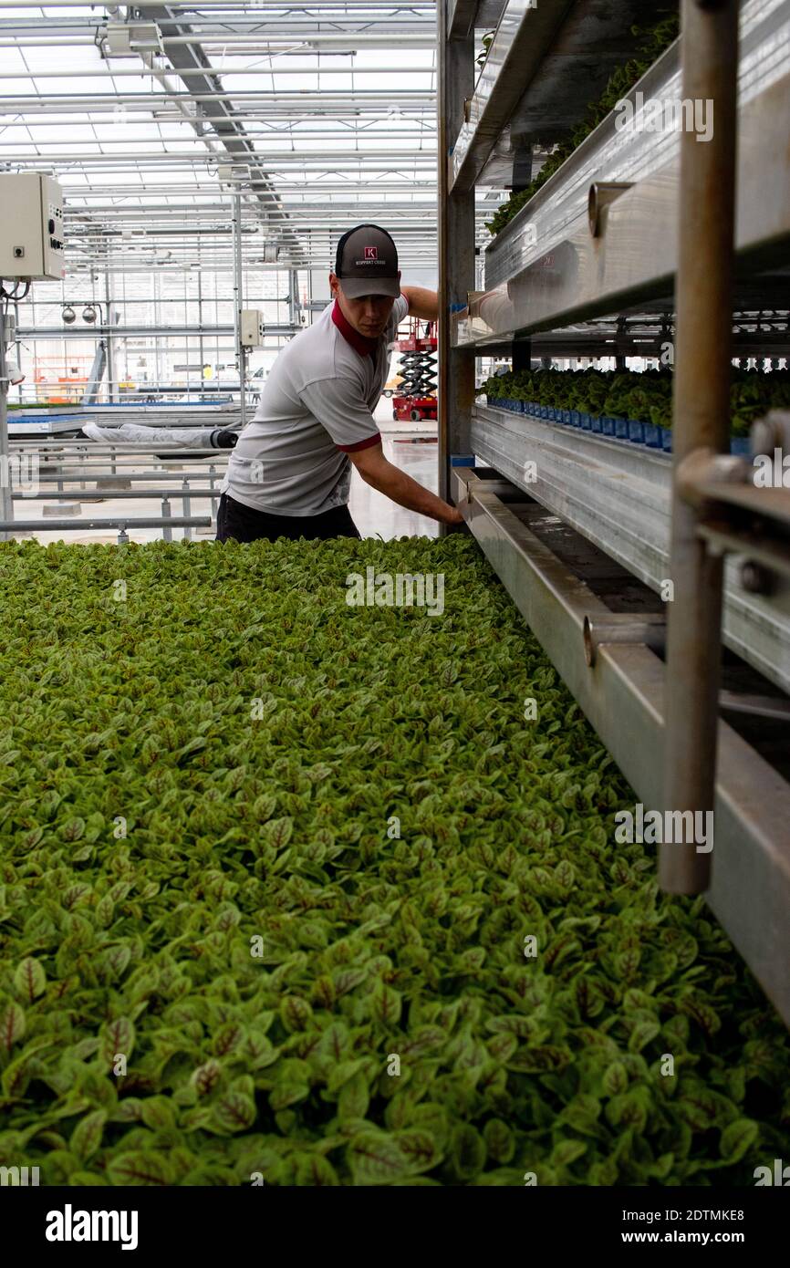 PAYS-BAS - KORPERT CRESS Korpert Cress, unternehmrise agricole de micropousses alimentaires à Monster aux Pays-Bas. NIEDERLANDE - KORPERT CRESS KORPERT C Stockfoto