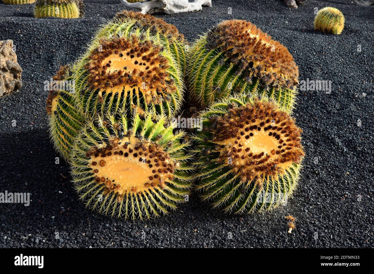 Spanien, Kanarische Inseln, Fuerteventura, tief sitzende Kissen Stockfoto