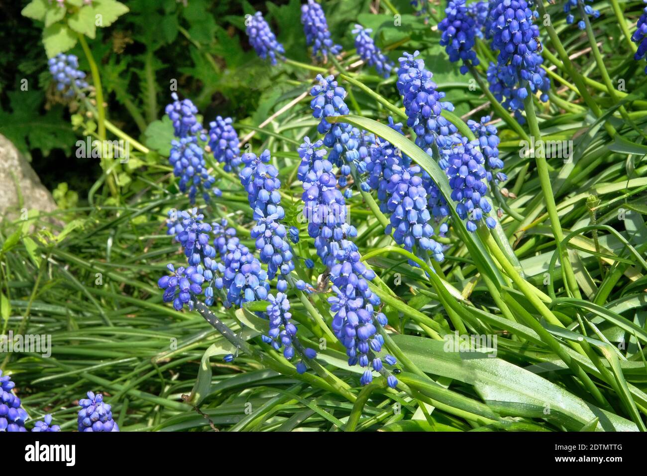 Gruppe der Traubenhyazinthe (Muscari armeniacum) blüht im Frühling. Blaue Blumen im Frühlingsgarten. Heller natürlicher grüner Hintergrund. Stockfoto