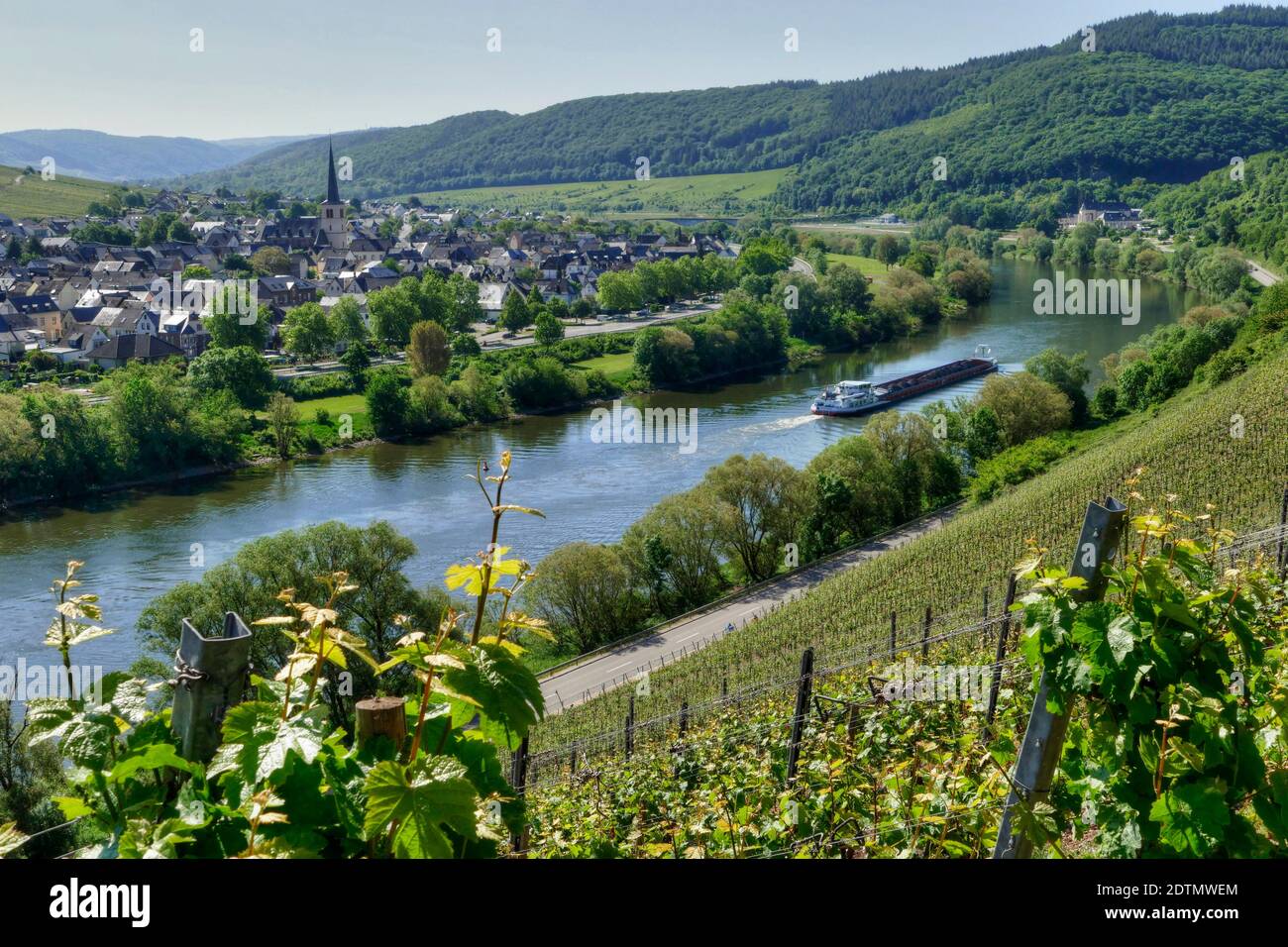 Zeltingen-Rachtig, Moseltal, Rheinland-Pfalz, Deutschland Stockfoto