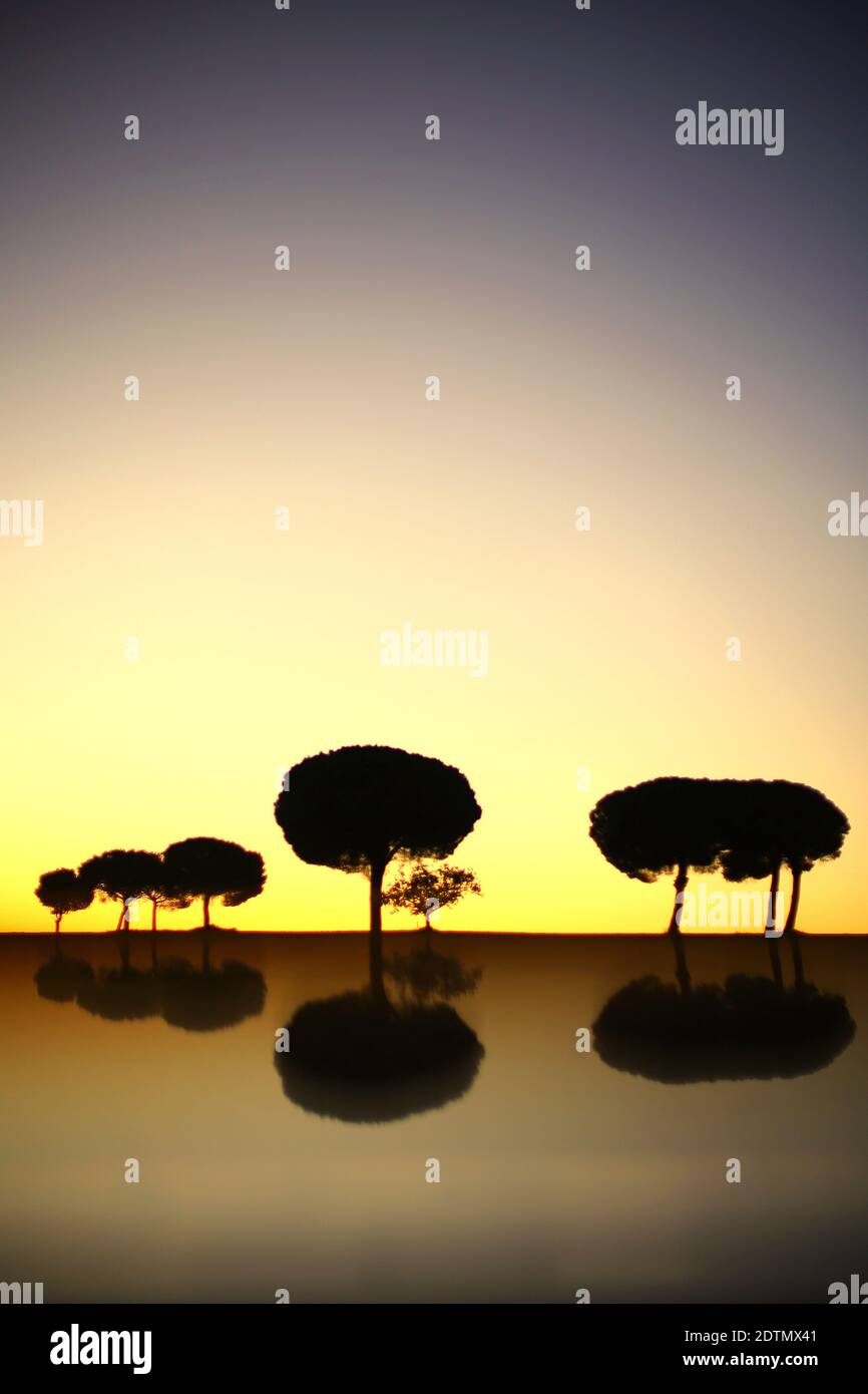 Künstlerische Fotografie von Kiefern im hinterleuchteten bei Sonnenaufgang im Naturpark von villaafila, Xamora, Land der Felder, cerealista Estepa, Villaafila, Zamora, Spanien Stockfoto