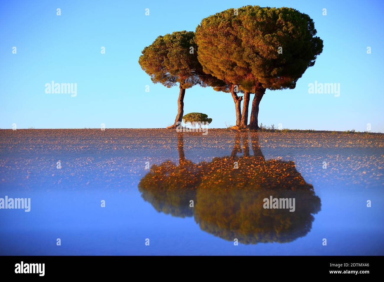 Künstlerische Fotografie von Kiefern im hinterleuchteten bei Sonnenaufgang im Naturpark von villaafila, Xamora, Land der Felder, cerealista Estepa, Villaafila, Zamora, Spanien Stockfoto