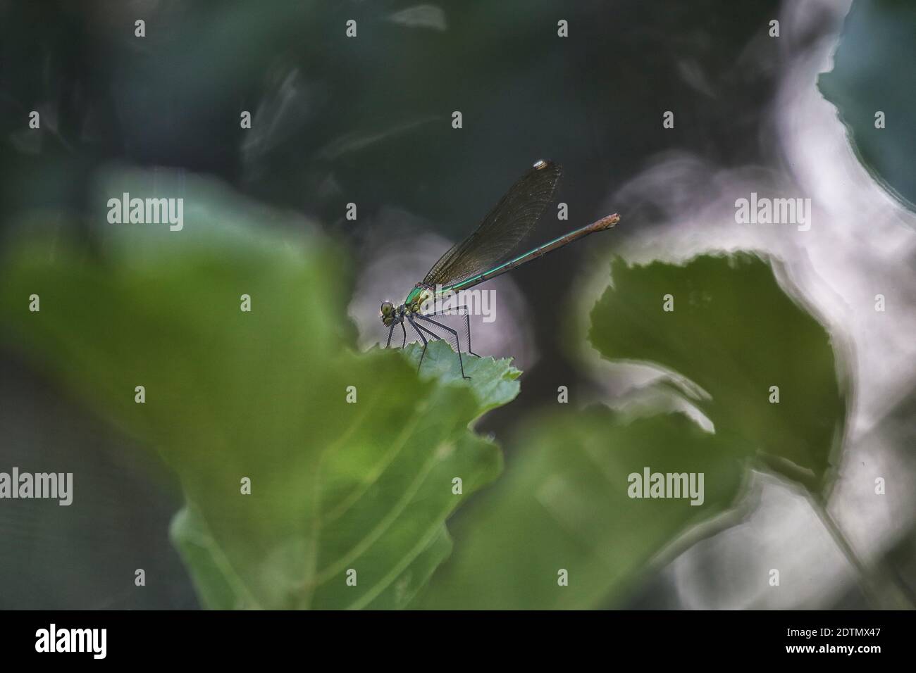 Künstlerische Fotografie von Teufelspferden, Naturpark von Villaafila, Zamora, Spanien Stockfoto