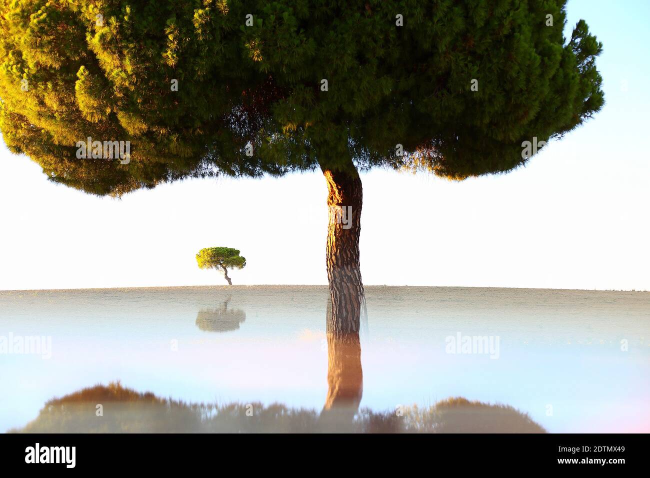 Künstlerische Fotografie von Kiefern im hinterleuchteten bei Sonnenaufgang im Naturpark von villaafila, Xamora, Land der Felder, cerealista Estepa, Villaafila, Zamora, Spanien Stockfoto