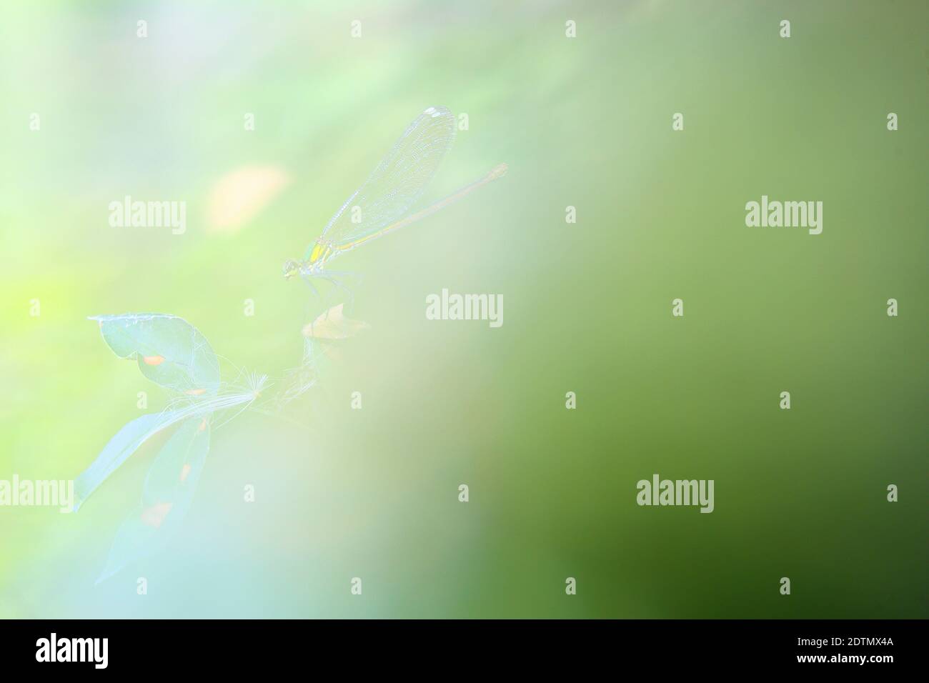 Künstlerische Fotografie von Teufelspferden, Naturpark von Villaafila, Zamora, Spanien Stockfoto