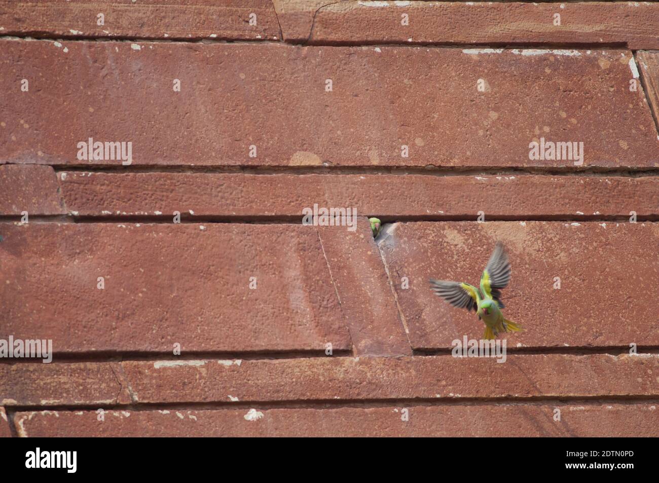 Weibliche Rosenberingsittiche Psittacula krameri am Eingang ihres Nestes und Männchen, die fliegen. Agra. Uttar Pradesh. Indien. Stockfoto