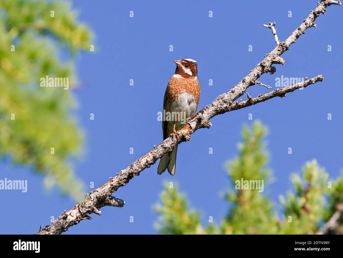 Kiefernhämmer (Emberiza leucocephalos), erwachsenes Männchen auf Zweig in Fichte, Lake Huvsgol, Mongolei Stockfoto