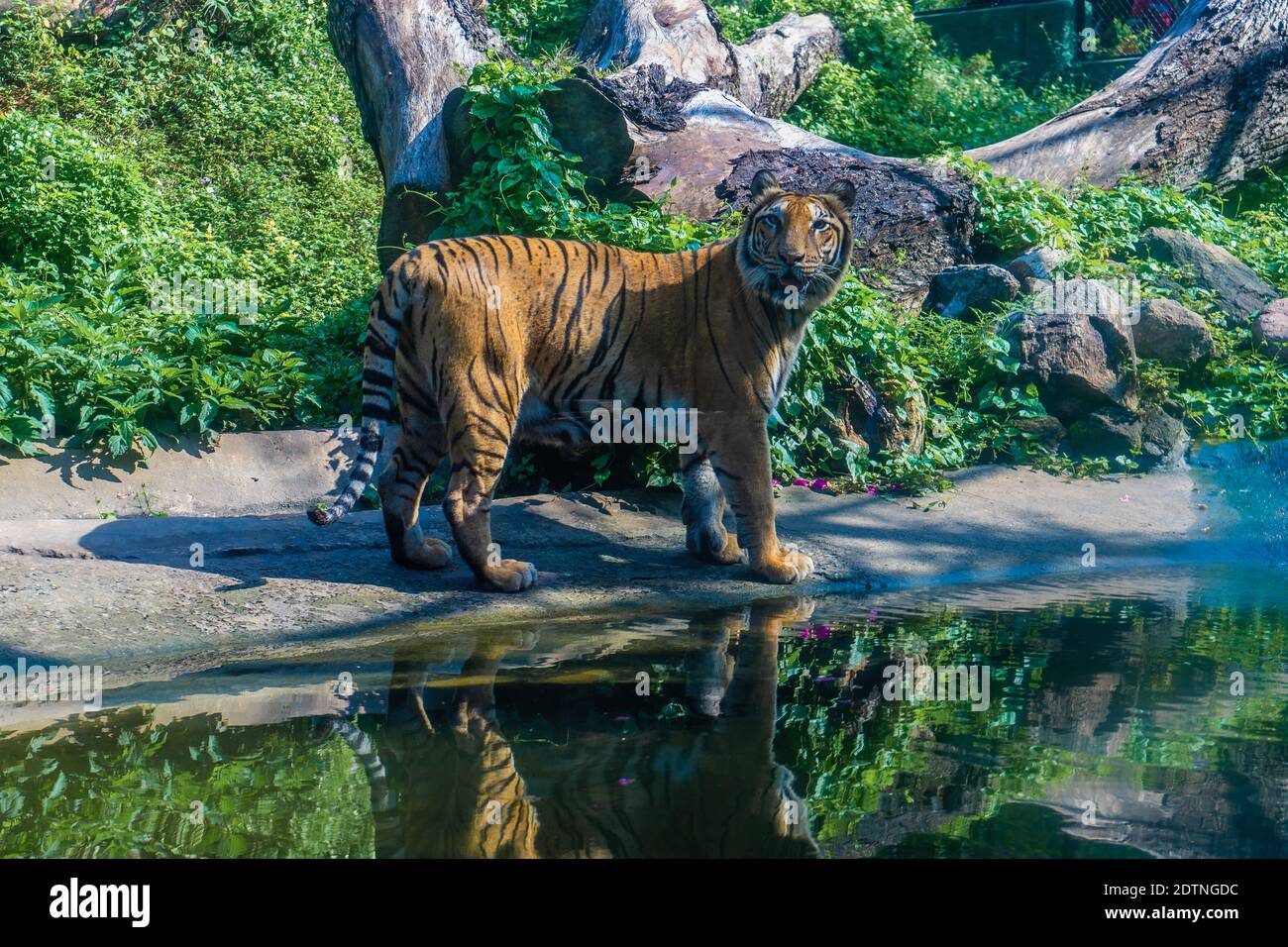 Ein bengalischer Tiger in einem Zoo in Sri Lanka Stockfoto