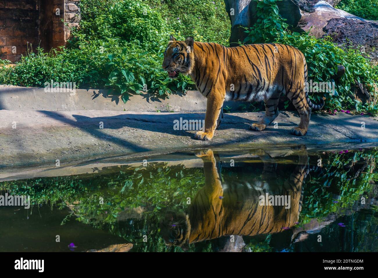 Ein bengalischer Tiger in einem Zoo in Sri Lanka Stockfoto