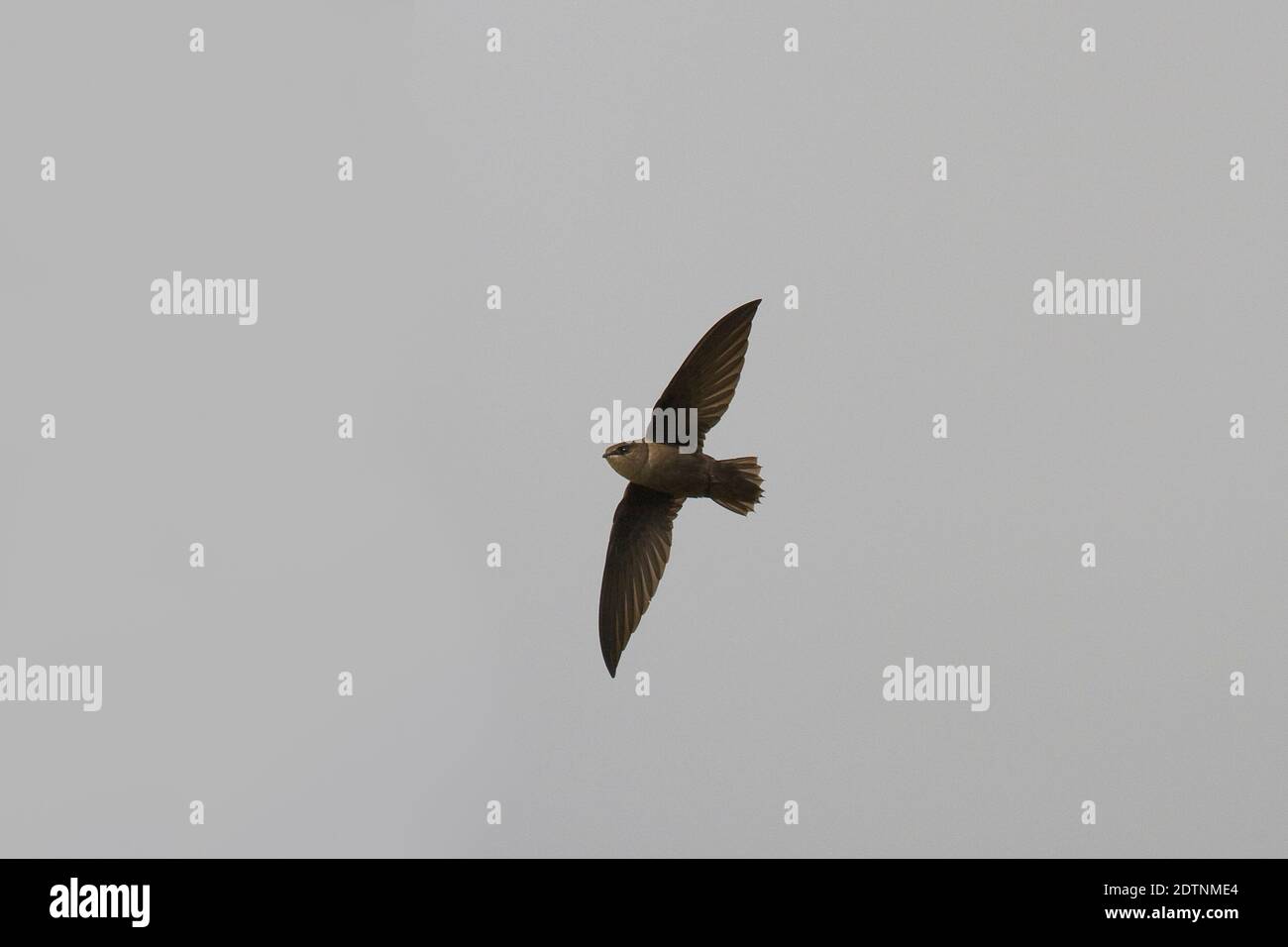 Rondone dei camini; Chimney swift; Chaetura pelagica Stockfoto