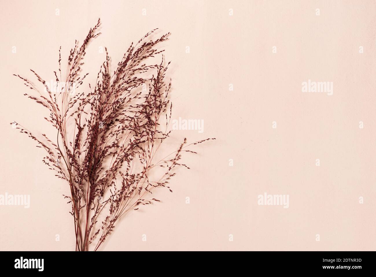Rote trockene Pampas Gras Pflanzen auf beige Canva abstrakten Hintergrund Mit Kopierbereich Stockfoto