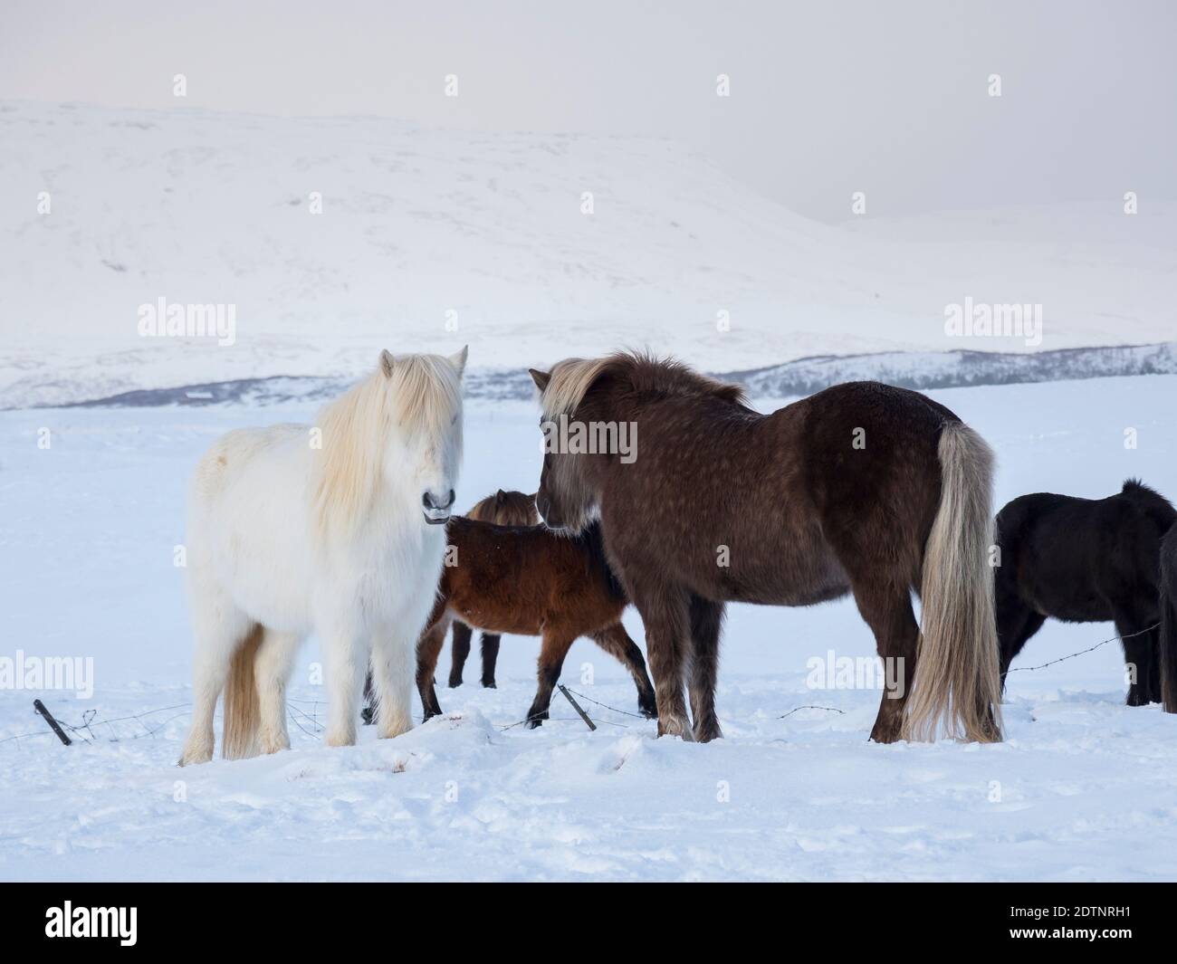 Isländisches Pferd im Neuschnee in Island. Es ist die traditionelle Rasse für Icealnd und geht auf die Pferde der alten wikinger zurück. Europa, Stockfoto