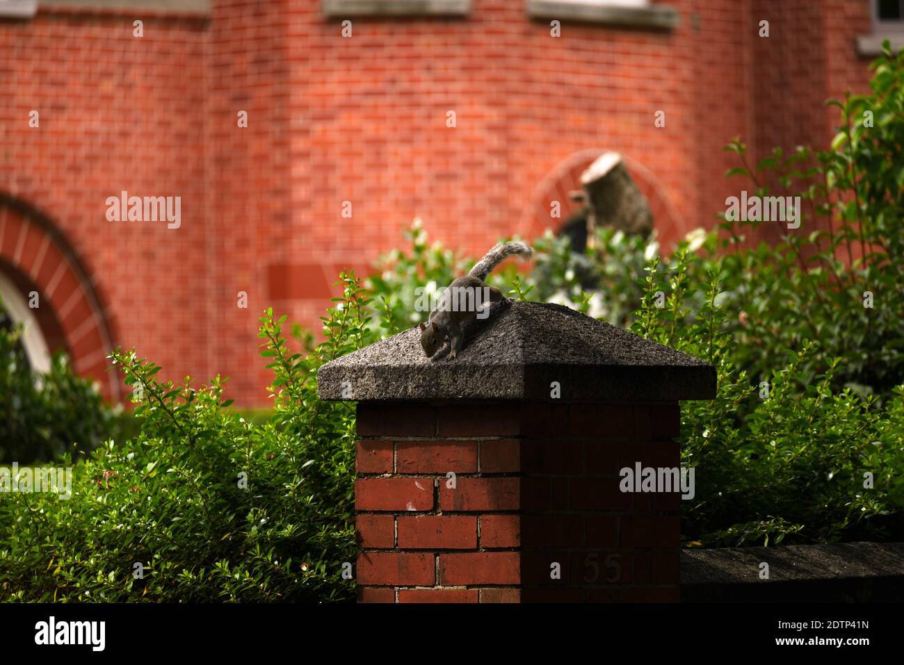 Graues Eichhörnchen läuft wild in Dublin Stadt, Irland Stockfoto