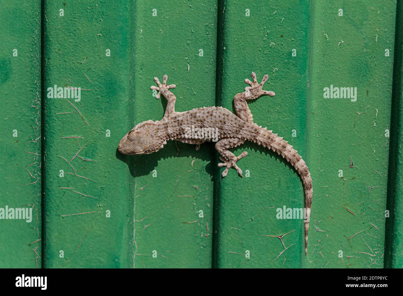 Tarentola mauritanica, maurischer Gecko Stockfotografie - Alamy