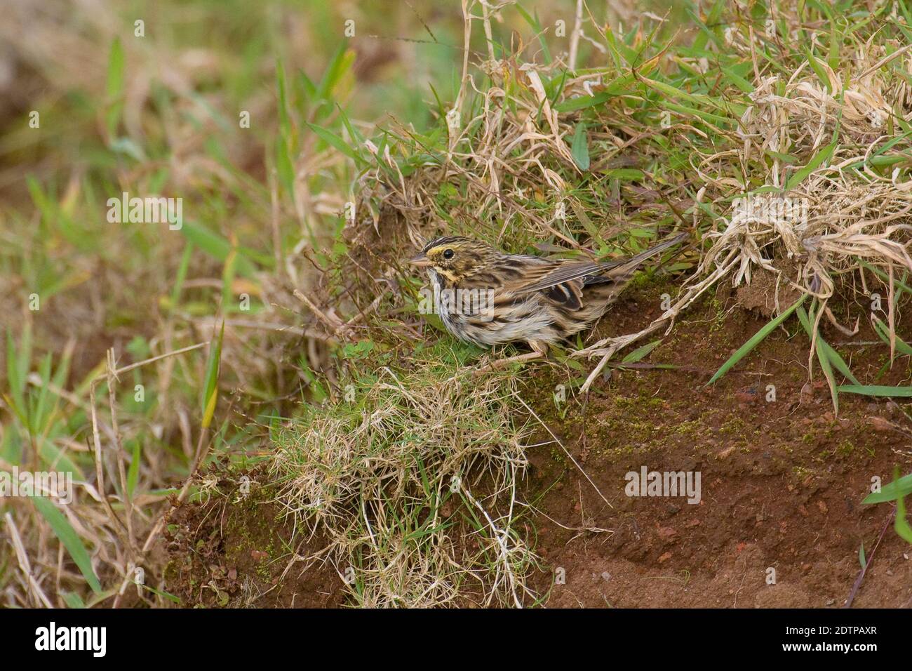Passero delle praterie; Savannah Sparrow; Passerculus sandvichen Stockfoto
