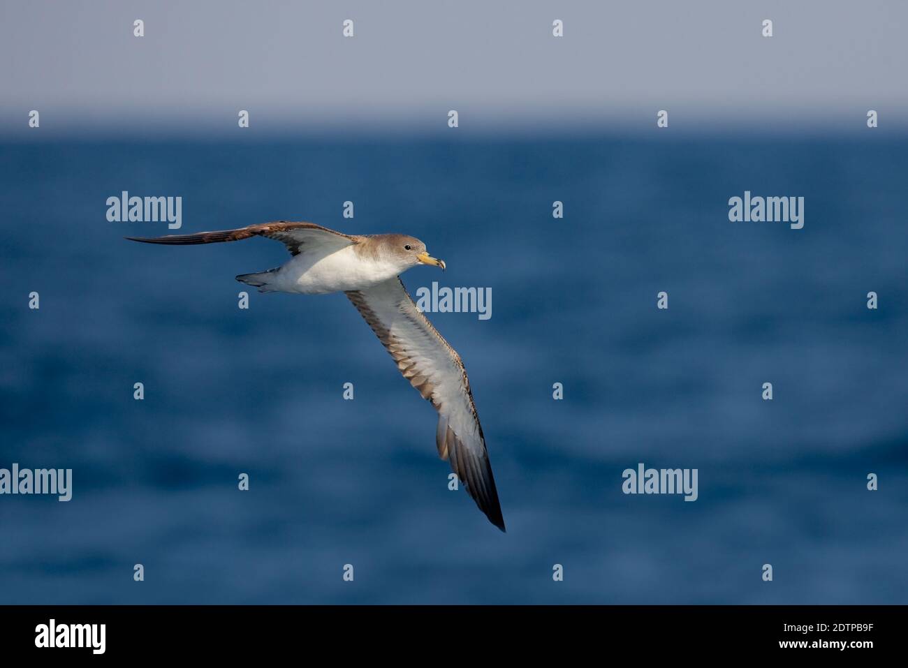 Berta Maggiore; Scopoli's Shearwater; Calonectris diomedea Stockfoto