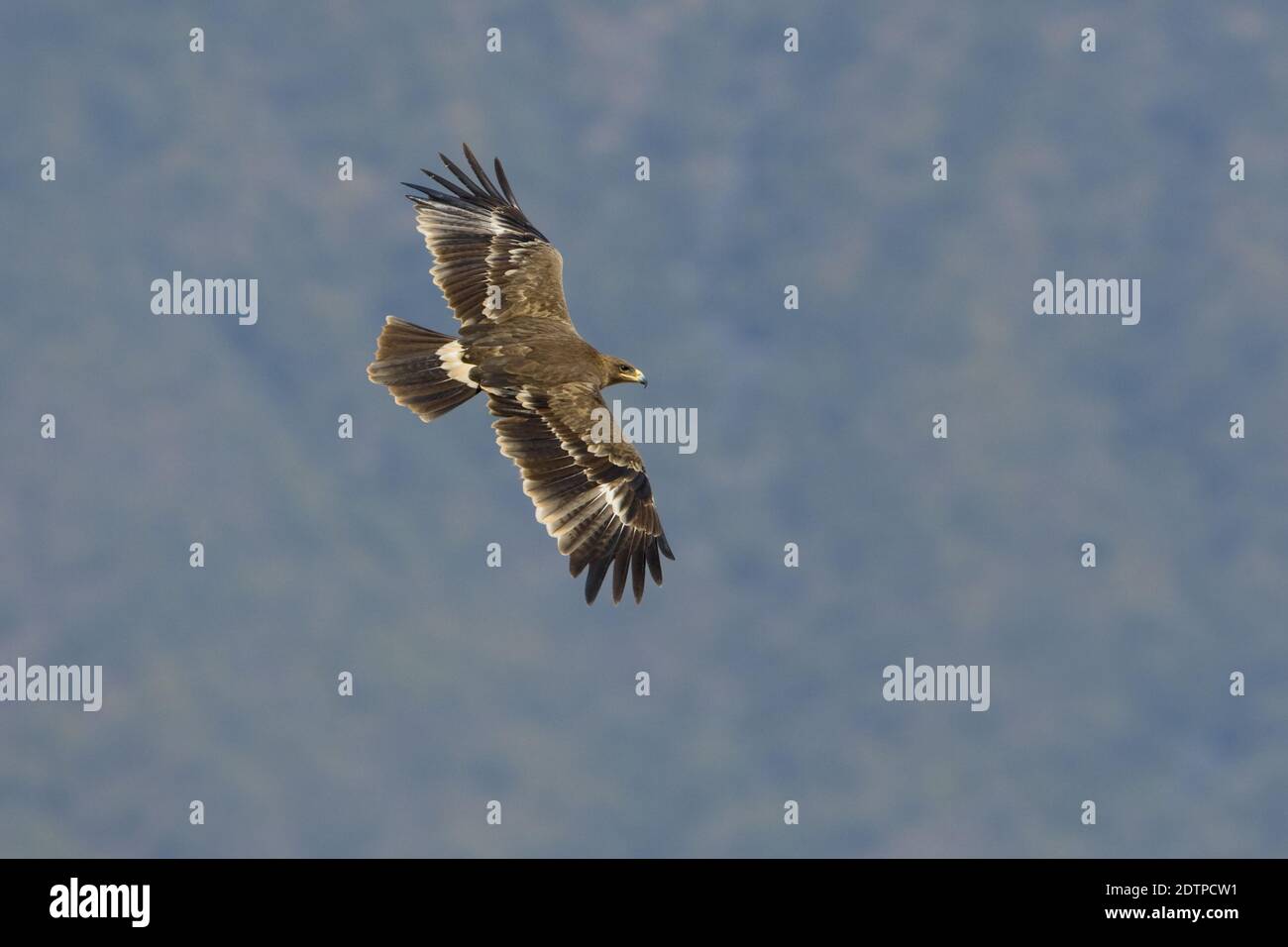 Steppenadler im Flug im Oman. Stockfoto