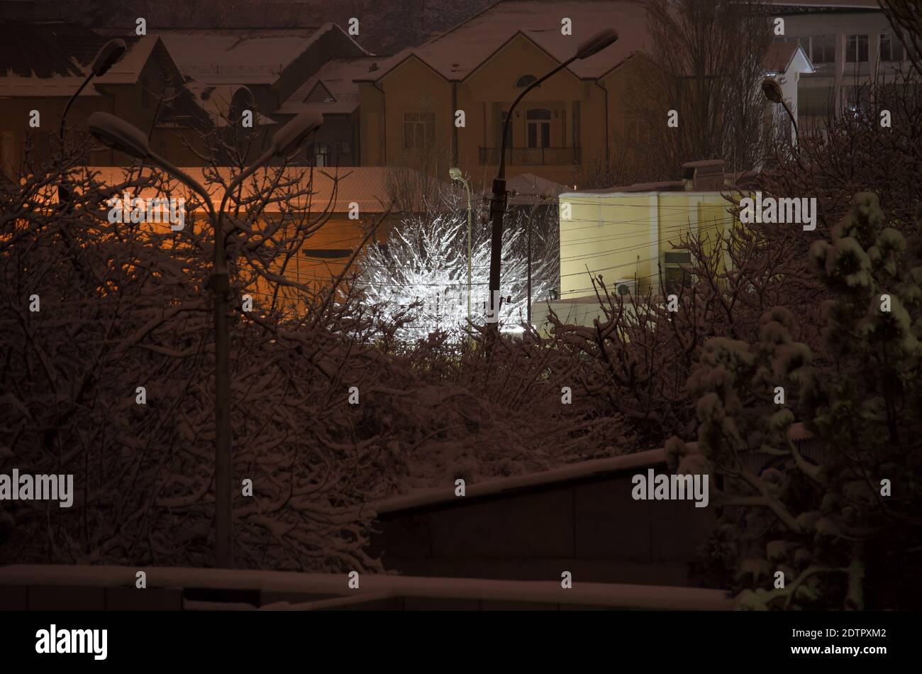 Baum beleuchtet von einer Laterne in der Nacht im Winter, in der Mitte von anderen Bäumen und Häusern, alle mit Schnee bedeckt Stockfoto