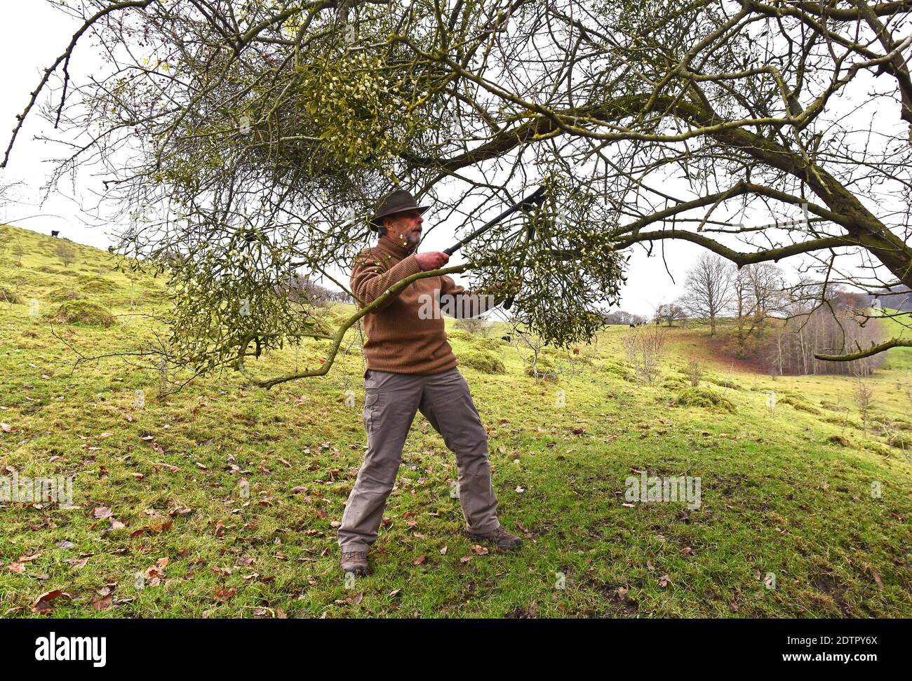 Severn Gorge, Ironbridge, Shropshire, Großbritannien. Dezember 2020. Mann, der Mistel in Shropshire sammelt. Mit der berühmten Mistelauktion von Tenbury Wells, die dieses Jahr zum ersten Mal seit 160 Jahren abgesagt wurde, ist die einzige Möglichkeit, Mistelzweig zu bekommen, Ihr eigenes auszuwählen, wenn Sie es finden können. Glücklicherweise gibt es eine Verflechtung der parasitären Pflanze in Shropshire und seine benachbarten Grafschaften Worcestershire und Herefordshire. Kredit: David Bagnall/Alamy Live Nachrichten Stockfoto