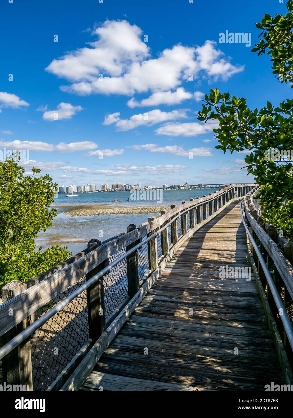 Mangrove Boardwalk an der Sarasota Bay in Ken Thompson Park an Lido Key in Sarasota Florida USA Stockfoto