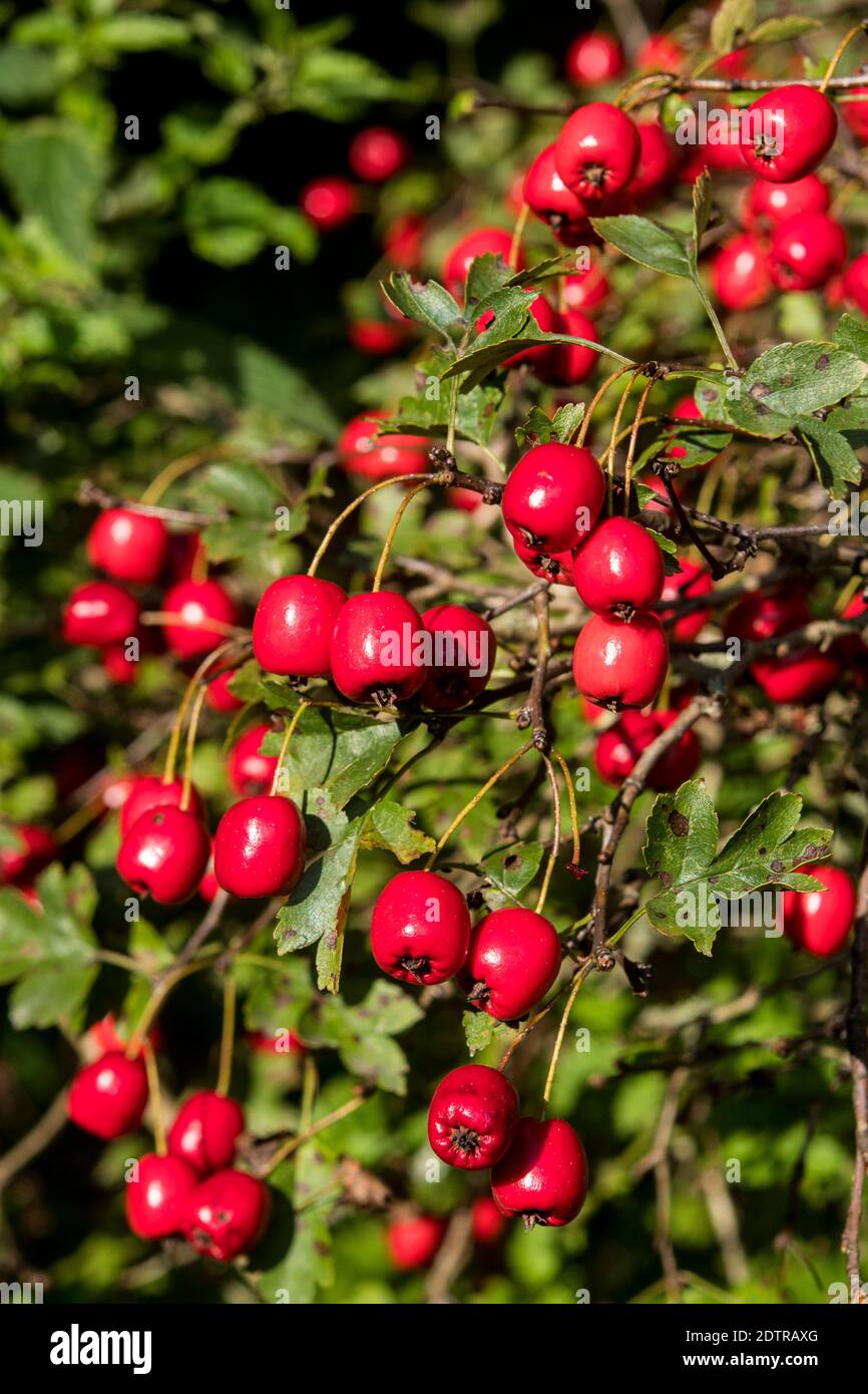 Crataegus pseudoheterophylla Stockfoto