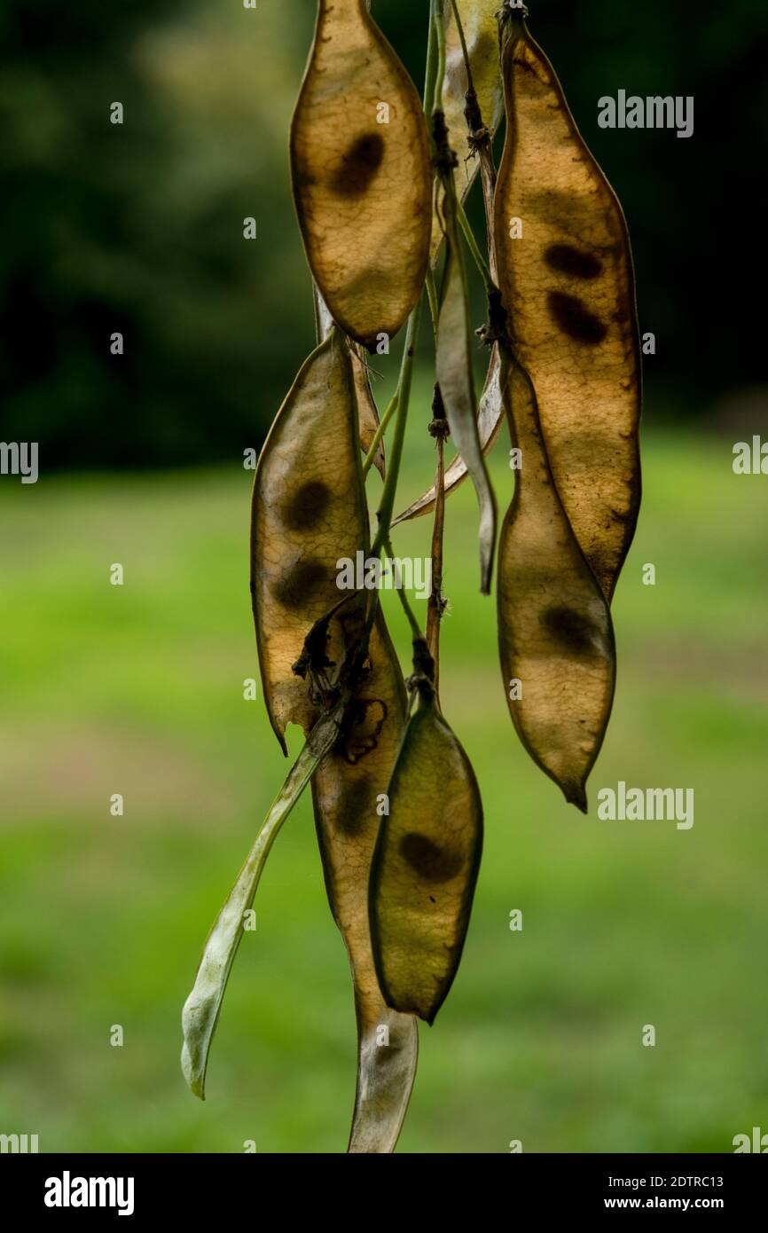 Samenschoten von Cladrastis kentukea Stockfoto