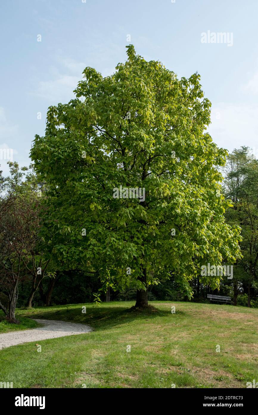 Imposiantes Beispiel von Catalpa speciosa Stockfoto