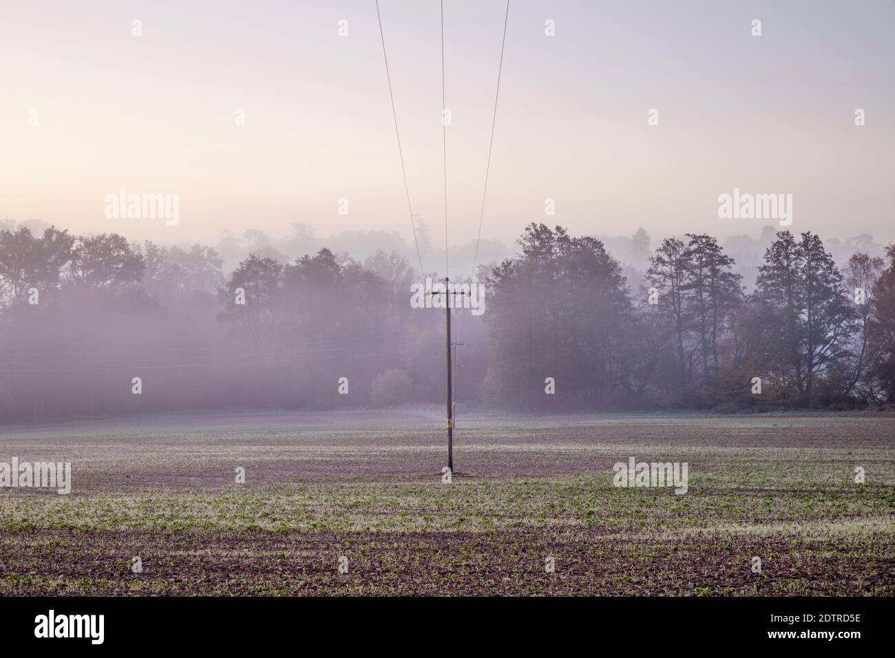 Telegraph Pole und Drähte Kreuzung Feld mit Bäumen in Dämmerung Nebel, Hampshire, England, Großbritannien Stockfoto