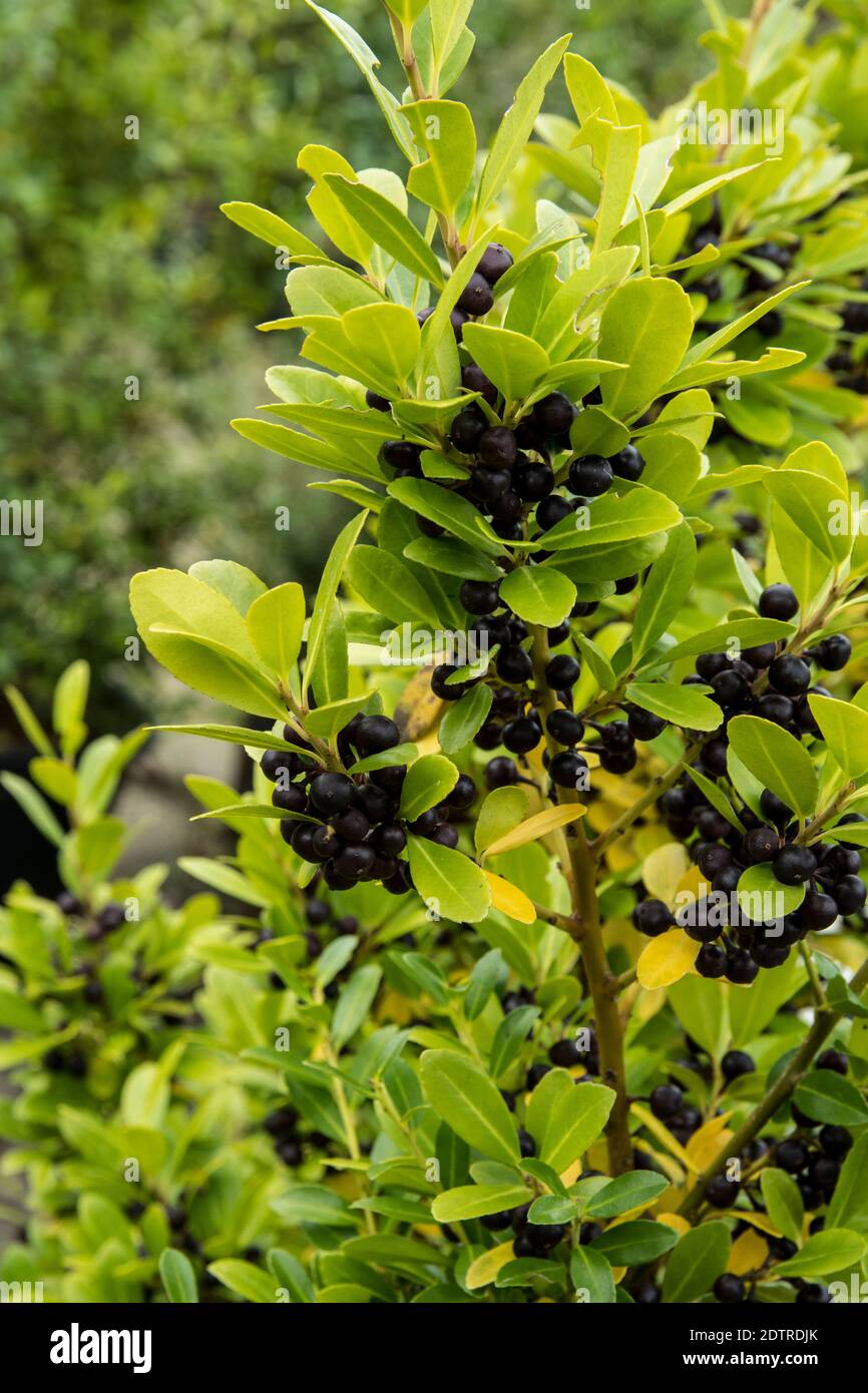 Japanische Stechpalme - Ilex Crenata 'Jenny' - 12 x 7 cm - 15 cm - 2 x 6  Pack 12 Stck