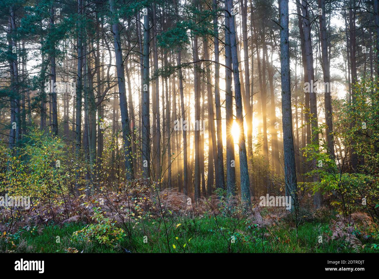 Sonnenstrahlen brechen durch Nebel in Wald von schotten Kiefern, Newtown Common, Burghclere, Hampshire, England, Großbritannien, Europa Stockfoto