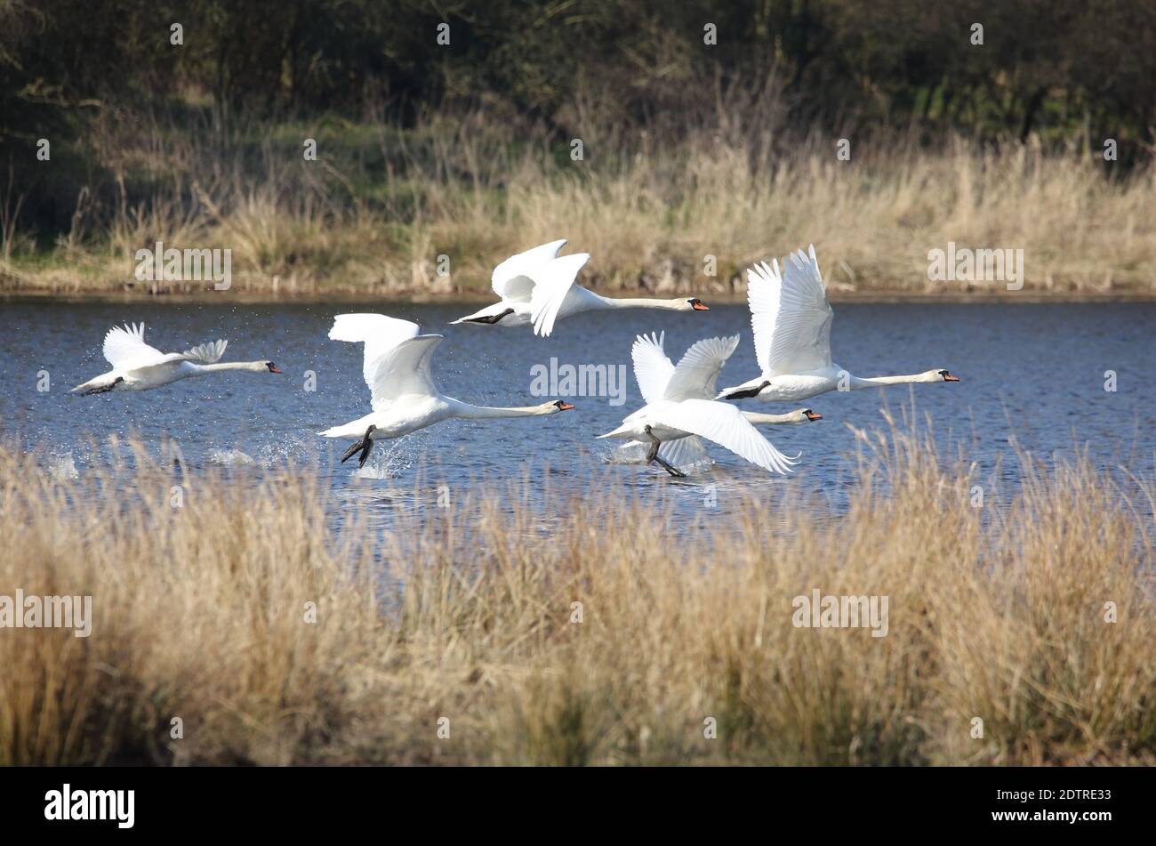 Eine Herde, bestehend aus fünf Schwanen, landete gerade auf einem kleinen See in Malente, Deutschland. Stockfoto