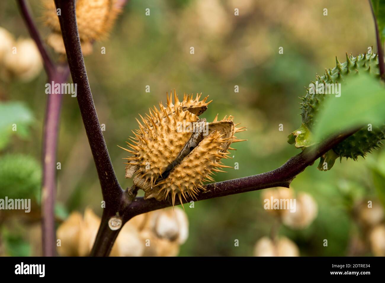 Samenschote von Datura stramonium Stockfoto