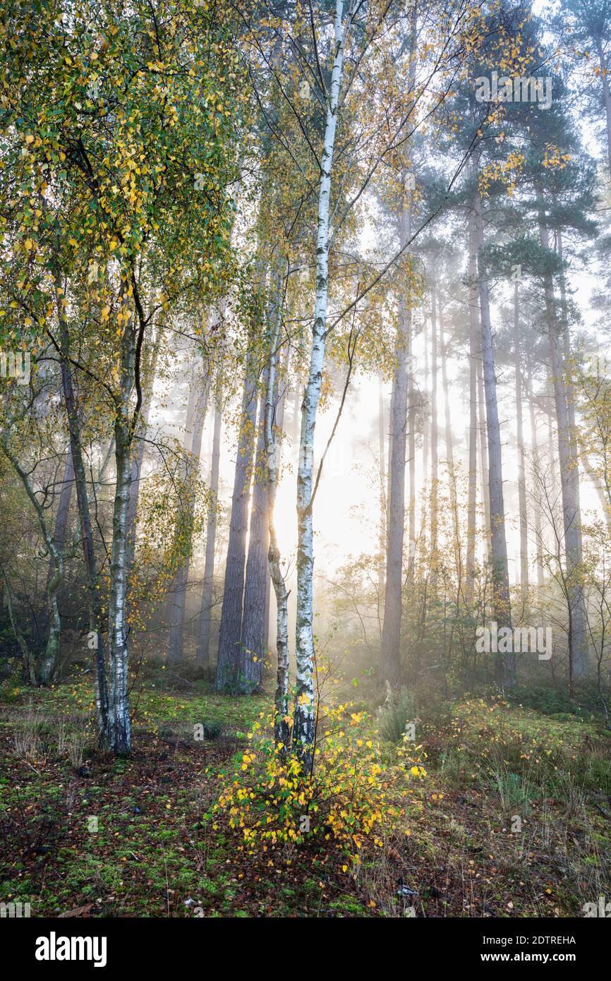 Herbstblätter auf silbernen Birken im Morgennebel, Newtown Common, Burghclere, Hampshire, England, Vereinigtes Königreich, Europa Stockfoto