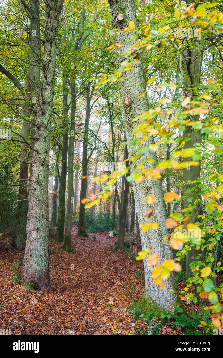 Fußweg durch Buchenwälder am nebligen Herbstmorgen, Highclere, Hampshire, England, Großbritannien, Europa Stockfoto