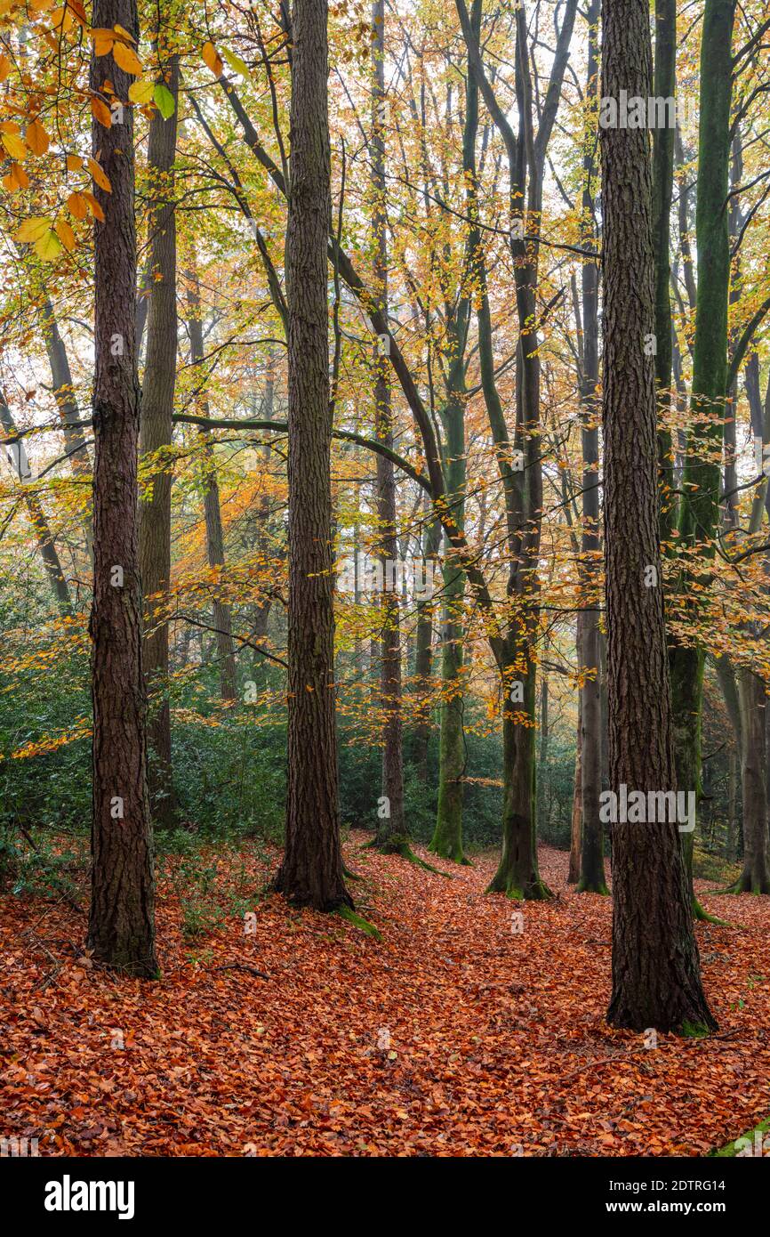 Buchenwald am nebligen Herbstmorgen mit gefallenen Blättern, Highclere, Hampshire, England, Vereinigtes Königreich, Europa Stockfoto