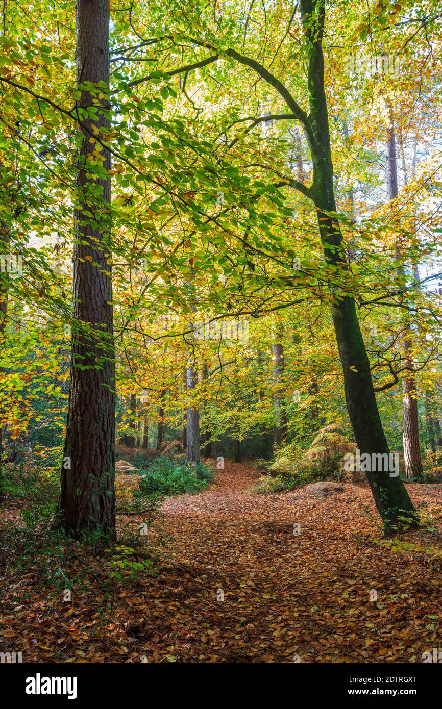 Fußweg durch Buchenwälder am nebligen Herbstmorgen, Highclere, Hampshire, England, Großbritannien, Europa Stockfoto