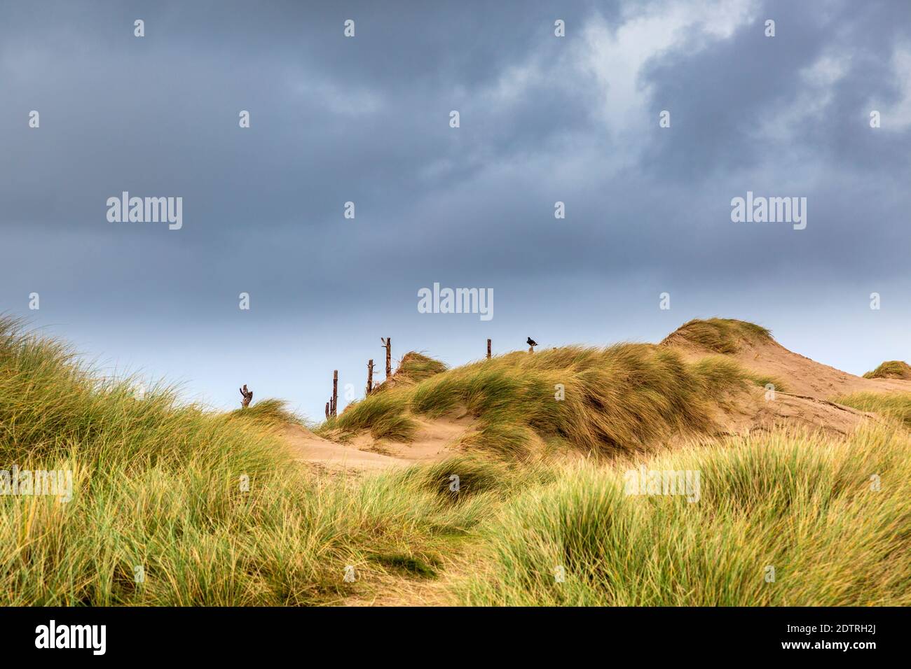 Sanddünen am Malltraeth Strand am Rande des Newborough Waldes auf Llanddwyn Island, Anglesey, Wales Stockfoto