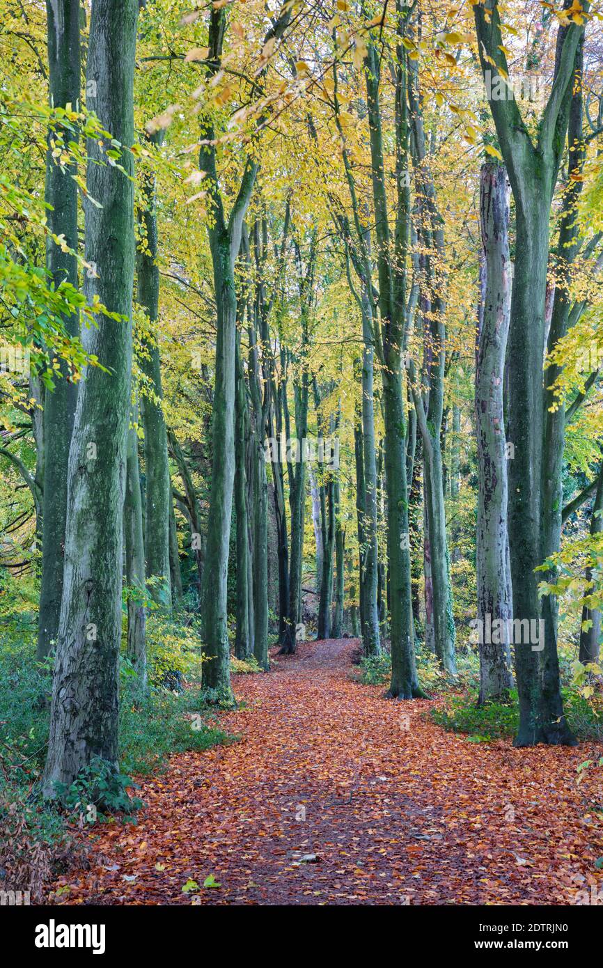 Fußweg durch Buchenwälder, Basingstoke, Hampshire, England, Großbritannien, Europa Stockfoto