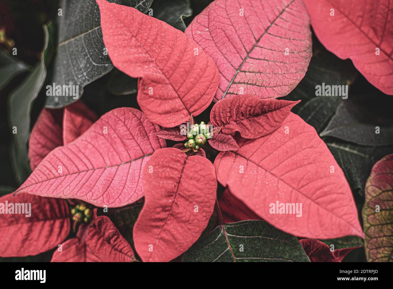 Weihnachtspflanze oder rote Weihnachtsblume aus nächster Nähe Stockfoto