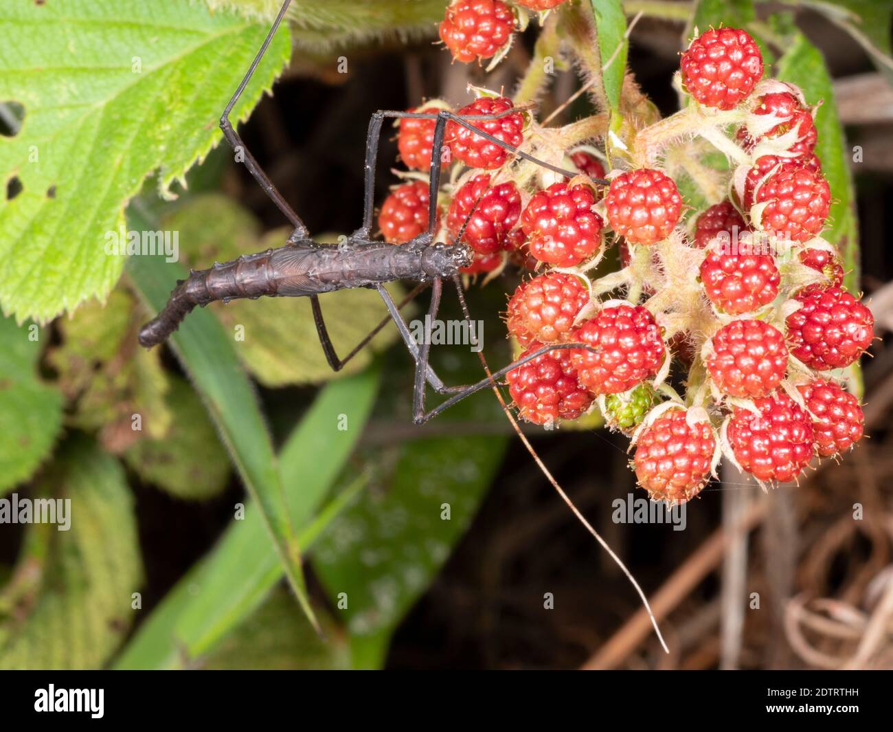 Stecken Sie Insekt auf eine wilde Anden Brombeere (Rubus sp.) Pflanze. Im Bergregenwald bei Banos an den Amazonas-Hängen der Anden, Ecuador Stockfoto