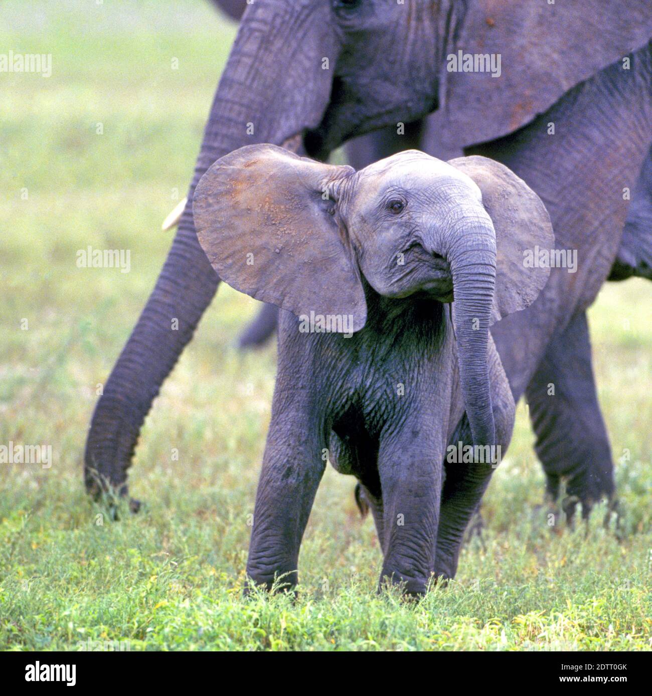 Porträt eines jungen Elefanten, der von seiner Mutter und Herde geschützt wird, im Tarangire Nationalpark, Tansania, Ostafrika. Stockfoto