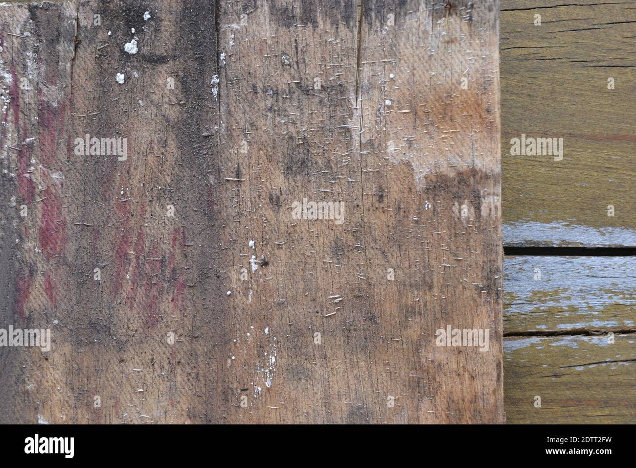 Textur. Holzbrett aus verarbeiteten Eukalyptusfasern, Holzfaserbrett, gezoomtes Foto, Texturstil, Szene oder abstrakter Hintergrund, Brasilien, Süden Stockfoto